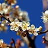 小さい春見つけた♪：冬至