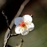 小さい春見つけた♪：古今集