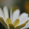 冬の華　４