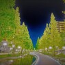 恋人達の散歩道　Summer green