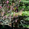 オールドレンズで　梅