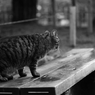 猫　～ギャラリ～