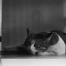 猫　～ギャラリ～