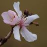 万物寒　冬桜