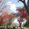 青空と枯木と紅葉3