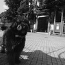 ＤＯＧ
