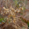 オールドレンズで　枯野