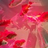 銀座の金魚2