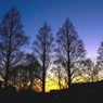 写真エッセイ：メタセコイア の日没