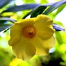 黄色い花①