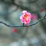2011　梅