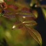 万物寒　ナンテンの葉