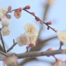 枝垂れ梅