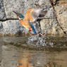 カ　ワ　セ　ミ　の　初めての浮上