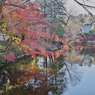 井之頭池の紅葉1