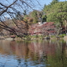 井之頭池の紅葉2