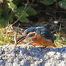 ㊗　カワセミのお食事処