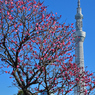 「梅と東京スカイツリー」