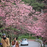 sakura並木