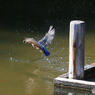 カワセミさん　 浮上する！