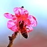 春色蜜蜂