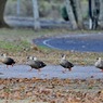 カモさん達の遠足