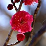 進撃の梅：鹿児島紅