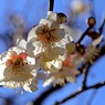 進撃の梅：十郎