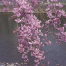 田川の枝垂桜