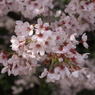 二荒山神社の桜１