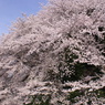 二荒山神社の桜２