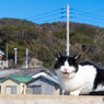 コニャニャチハ