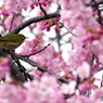 河津桜