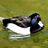 城のお堀の水鳥達：キンクロハジロ♂