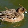 城のお堀の水鳥達：ヒドリガモ♀