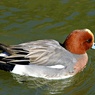 城のお堀の水鳥達：ヒドリガモ♂