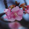 春燐　河津桜