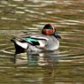 城のお堀の水鳥達：コガモ♂