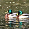 城のお堀の水鳥達：マガモ♂