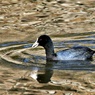 城のお堀の水鳥達：オオバン