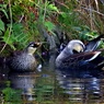 城のお堀の水鳥達：カルガモ