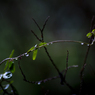 雨の日写真