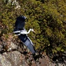 城のお堀の水鳥達：アオサギ①
