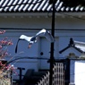 城のお堀の水鳥達：アオサギ③