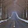 マキノメタセコイア並木道雪景　2