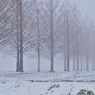 マキノメタセコイア並木道雪景　4