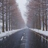 マキノメタセコイア並木道雪景　5