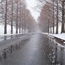マキノメタセコイア並木道雪景　7