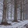 マキノメタセコイア並木道雪景　11