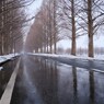 マキノメタセコイア並木道雪景　12